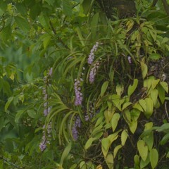 Aerides