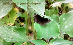 Pholisora mejicanus