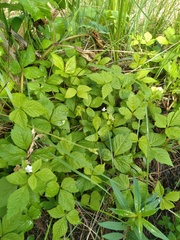 Rubus pubescens pubescens