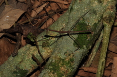 Ceroys perfoliatus