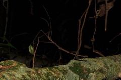 Ceroys perfoliatus