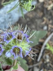 Phacelia hydrophylloides