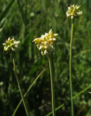 Allium geyeri tenerum