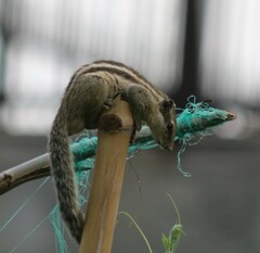 Funambulus pennantii