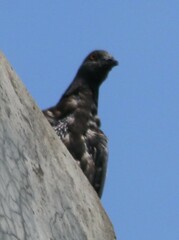 Columba livia domestica