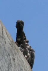 Columba livia domestica