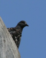 Columba livia domestica