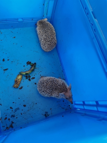 Long-eared Hedgehog