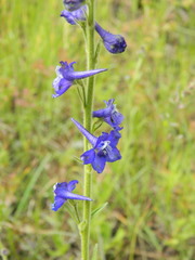 Delphinium depauperatum