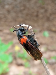 Coleoptera