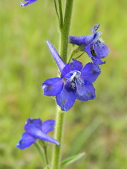 Delphinium depauperatum