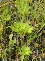 Delphinium depauperatum