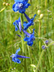 Delphinium depauperatum