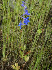 Delphinium depauperatum