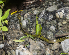 Lycodon meridionalis