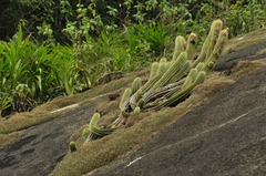 Coleocephalocereus fluminensis