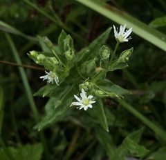 Stellaria littoralis