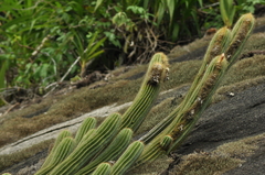 Coleocephalocereus fluminensis