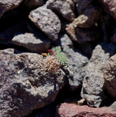Cymopterus cinerarius