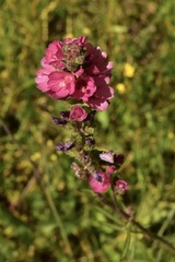 Sidalcea oregana spicata