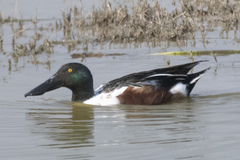 Spatula clypeata