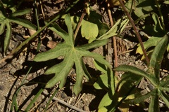 Sidalcea oregana spicata