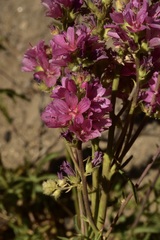 Sidalcea oregana spicata