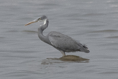 Egretta gularis