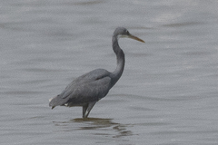 Egretta gularis