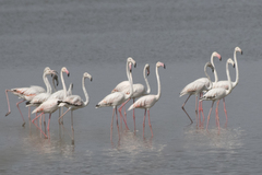 Phoenicopterus roseus