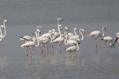 Phoenicopterus roseus