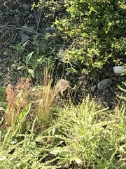 Marmota flaviventris