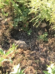 Marmota flaviventris