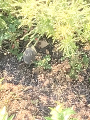 Marmota flaviventris