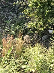 Marmota flaviventris