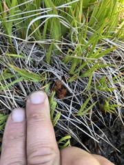 Drosera rotundifolia