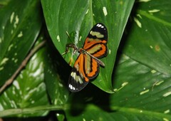 Hypothyris ninonia daeta