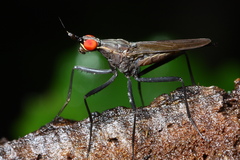 Nerius plurivittatus