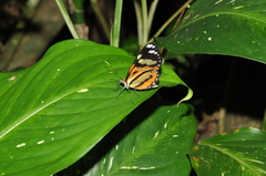 Hypothyris ninonia daeta