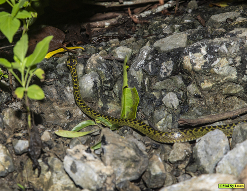 Photo of a Vietnamese Large-toothed Snake (Lycodon meridionalis)