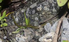 Lycodon meridionalis