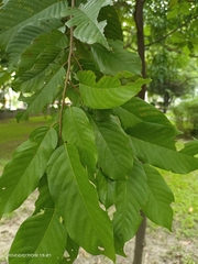 Shorea albida