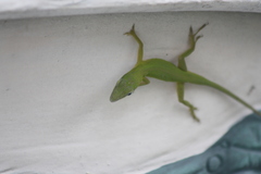 Anolis