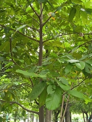 Shorea albida
