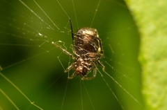 Araneus ejusmodi