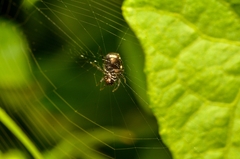 Araneus ejusmodi