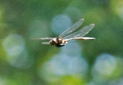 Somatochlora linearis