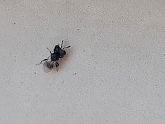 Cratomus