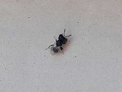 Cratomus