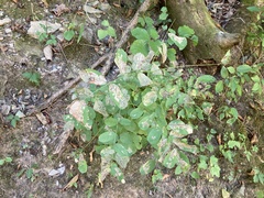 Amorpha ouachitensis